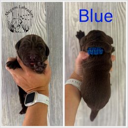 Blue - Chocolate male Labrador Retriever puppy in Ste. Genevieve, Missouri from Megans Labradors