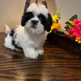 Girl 2 - Black and white female Shih Tzu puppy in Hialeah, Florida from South East Coast Angels Shih Tzus