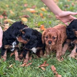 Cavalier King Charles Spaniel Puppies from Family first cavaliers