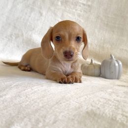 Jax - Cream male Dachshund puppy in Santee, California from Miniweeniedoxies