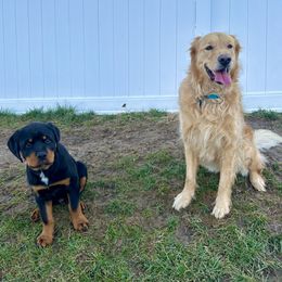 Rottweiler Puppies from Vom Gryphonberg