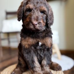 Bernedoodle and Goldendoodle Puppies from Sac River GoldenDoodles & BerneDoodles LLC