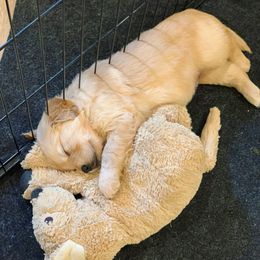 Golden Retriever Puppies from Big Rock Goldens