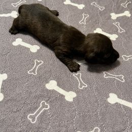 Minnie - Brindle female Dachshund puppy in Raeford, North Carolina from Army of Dachshunds