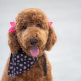 Ginger - Goldendoodle