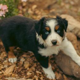 Maisie - Black tri-color female Australian Shepherd puppy in Cotati, California from Tried and True Aussies