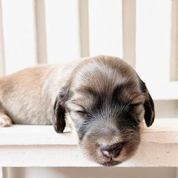 Rocky 3750 - Cream male Dachshund puppy in Sylvania, Alabama from Yancey’s Doxies