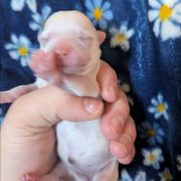 Petunia - White female Chihuahua puppy in Amity, Pennsylvania from Baxters Chihuahuas