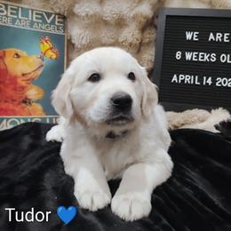 Blue collar boy - Light golden male Golden Retriever puppy in Rochester, Washington from Grand Mound Goldens