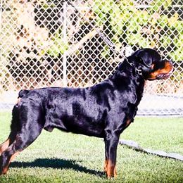 Schultz  - Rottweiler