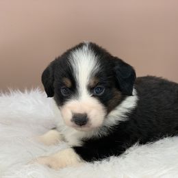 Aussiedoodle and Miniature Australian Shepherd Puppies from Craven’s Creakin’ Cedars Company