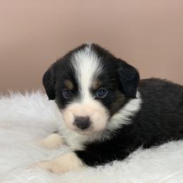 Aussiedoodle and Miniature Australian Shepherd Puppies from Craven’s Creakin’ Cedars Company