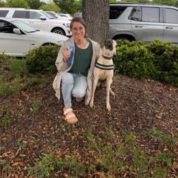 Dulcet - Red brindle and white female Greyhound puppy in Youngsville, North Carolina from Greyhound Puppy Havens