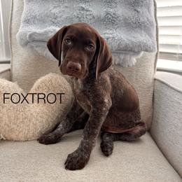 Foxtrot - Liver roan male German Shorthaired Pointer puppy in Charleston, South Carolina from Buck GSP