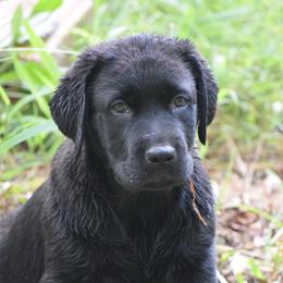 Betty - Black female Labrador Retriever puppy in Edgefield, South Carolina from Backwoods Pond Labradors LLC