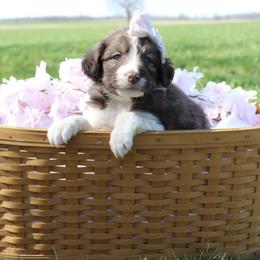 Stella - White and gold female Bordoodle puppy in Ashland, Ohio from Cherry Blossom Doodles