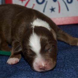 Glory - Red tri female Miniature Australian Shepherd puppy in Kissee Mills, Missouri from Clinkenbeard Kennel
