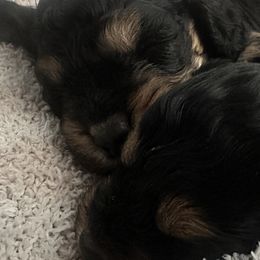 Cavapoos from Doodles of Central Texas