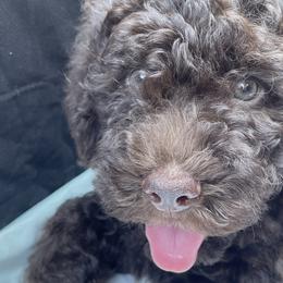 Leonardo / Leo - White Lagotto Romagnolo puppy in Fairfield, Iowa from Adagio Lagotto