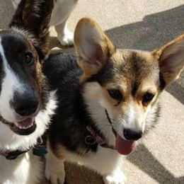 Cardigan Welsh Corgis from Linda's Cardigan Welsh Corgis