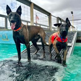 Belgian Malinois and German Shepherd Puppies from Légende Vivante Du Chief Kennel