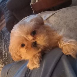 Boy 1 - Gold and white Shih Tzu puppy in Austin, Minnesota from Bearpaw Shih Tzus