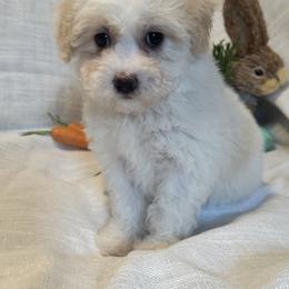 Lucy - White female Coton de Tulear puppy in Avery Creek, North Carolina from AVLCOTONLOVE