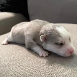2nd born and female puppy - Merle female Pomsky puppy in West Sacramento, California from Pinkie's Pomskies