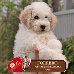 Forrero - Brown and white male Sheepadoodle puppy in Cleveland, Tennessee from Narrow Path Old English & Sheepadoodles