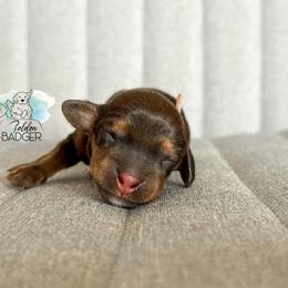 Pink Collar - Red female Dachshund puppy in Cheyenne, Wyoming from Golden Badger Kennels