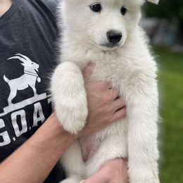 Samoyed Puppies from Sugar Sweet Samoyeds