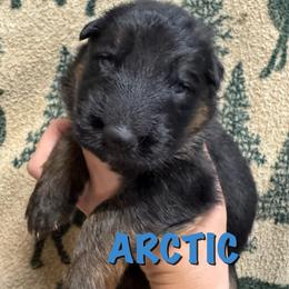 Arctic - Black and red male German Shepherd puppy in Graham, Washington from Wildeflecken Shepherds