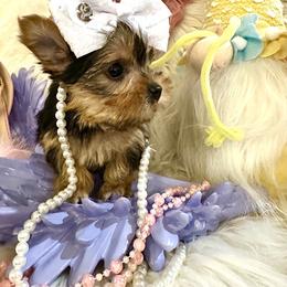 Yorkshire Terrier Puppies from Prims Puppies LLC