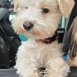 Miniature Schnauzer Puppies from SHANNAN COLE