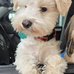 Miniature Schnauzer Puppies from SHANNAN COLE