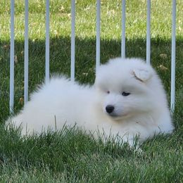 Ginger - White female Samoyed puppy in Morgan, Utah from Carriage Court Kennels