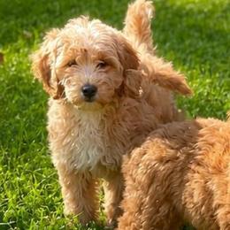 Alice - Apricot female Goldendoodle puppy in Sauk Village, Illinois from Midwest Timberland Pups