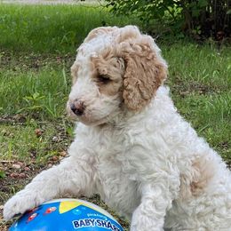 Assorted Doodle Crosses, Newfoundlands, and Poodles from Great Pawsabilities Kennels