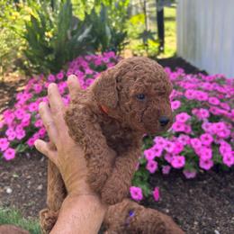 Archie - Red  male Goldendoodle puppy in Germantown, Maryland from Honey Blossom Doodles