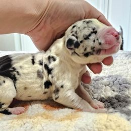 Excellence - Harlequin female Great Dane puppy in Castle Rock, Washington from Uber Alles Great Danes