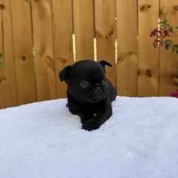 Boy 2 - Black male Brussels Griffon puppy in Durant, Oklahoma from Trademark Brussels Griffon