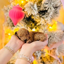 Holly - Toy Size - Apricot female Goldendoodle puppy in Elizabethtown, Kentucky from Reddy Poodles & Doodles