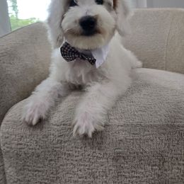 Vanilla Bean - Parti male Goldendoodle puppy in Fordland, Missouri from K&K's Puppy Kingdom