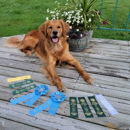 Brooke - Golden Retriever
