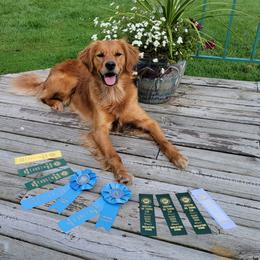 Brooke - Golden Retriever