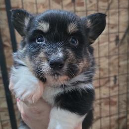3 - Black and tan male Pembroke Welsh Corgi puppy in Necedah, Wisconsin from The 6Ks Paws and Hobbies
