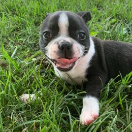 Boston Terriers from Burr Oak Bostons