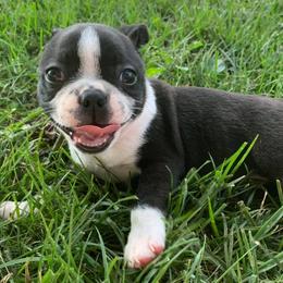 Boston Terriers from Burr Oak Bostons