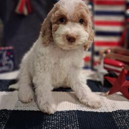 Bessie - Brown and white female Aussiedoodle puppy in Mena, Arkansas from Ouachita River Cockapoos