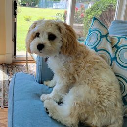 Cavachon All Grown Up from Lindy’s Cavachons